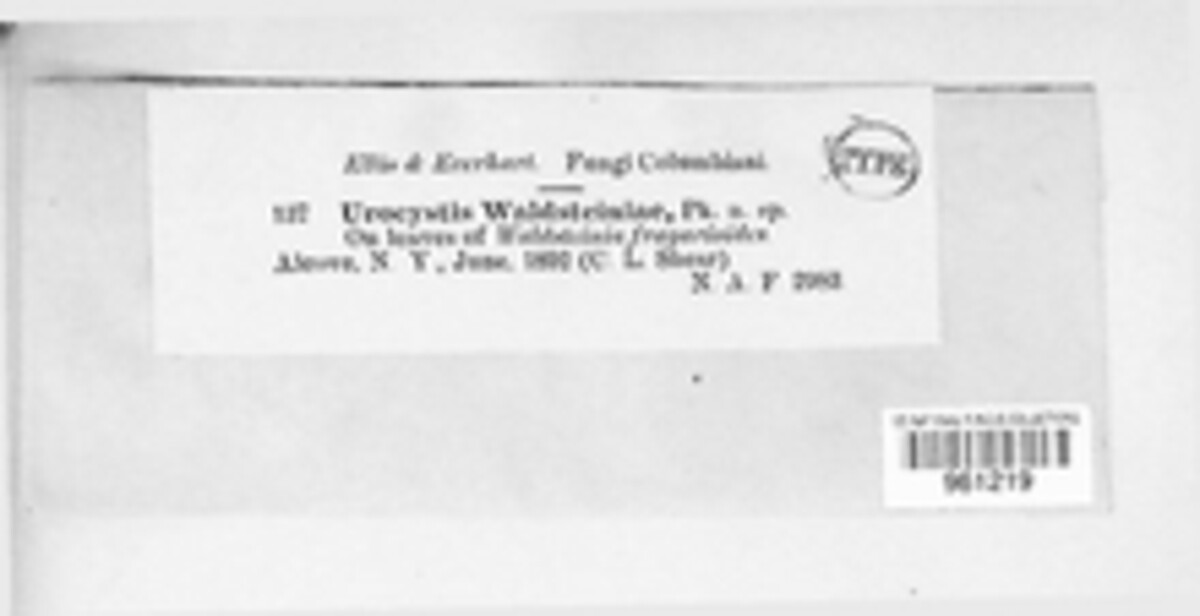 Ustacystis waldsteiniae image
